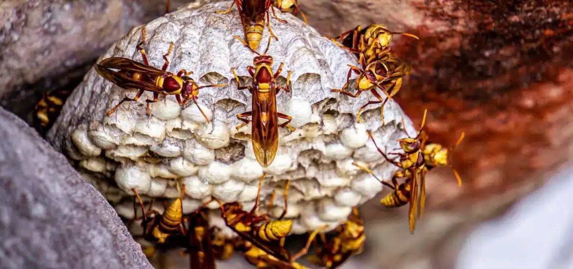 Éliminer un nid de guêpes dans un mur solutions et précautions France Guide